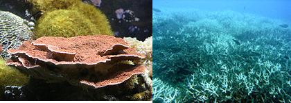 Korall1